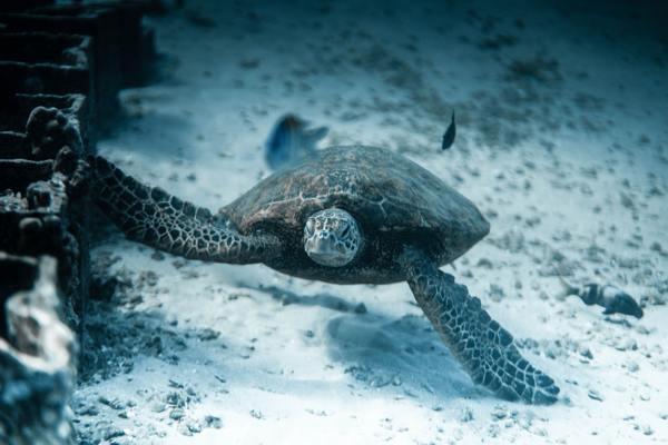 La mejor cámara de fotos acuática o sumergible