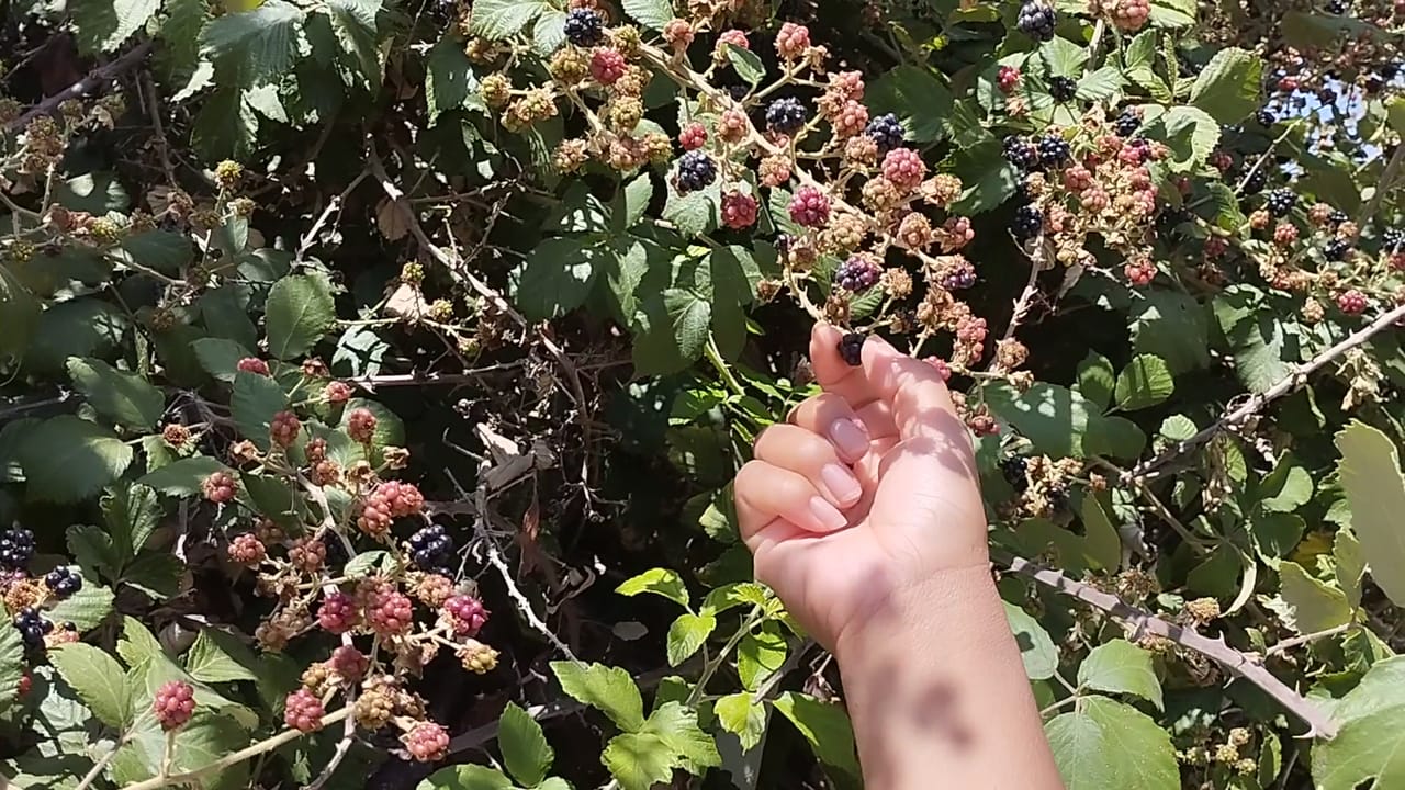 Granizado de mora natural