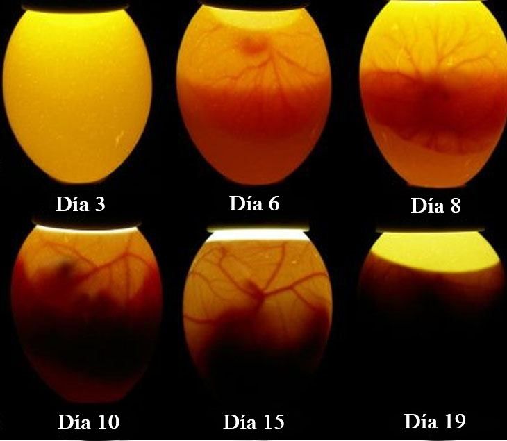 Huevos fertiles en incubadora